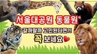 서울대공원 동물원(Seoul grand park Zoo) 리뉴얼되고 진짜 좋아졌어요! 꼭 가보실거죠??