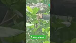 Green Iguana #iguana #ridusaddu