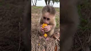 Cute baby monkey being fed fruit  #funny #animal #monkey
