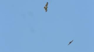 Accipiter gentilis vs Circaetus gallicus