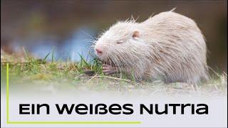 Auf der Suche nach dem weißen Nutria - Naturfotografie