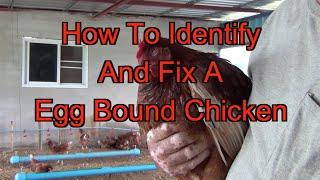 How To Identify And Fix An Egg Bound Chicken