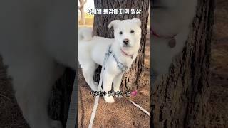 당분간은 귀여운 아기 시루 영상 좀 올릴께요 귀욤귀욤 3개월 똥강아지도 예뻐해주세요~ #강아지성장일기 #강아지일상 #강아지브이로그 #강아지산책 #귀여운강아지