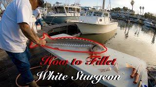 How To Fillet White Sturgeon by Captain Joe Gamez