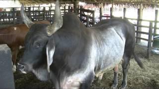 Toro Guzerat | Guzerat Bull