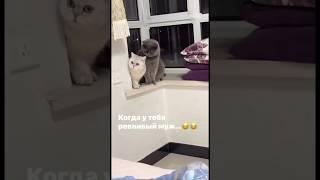 Ревнивый муж #юмор #приколы #видео #красота #смех #звезды #прикол #топ