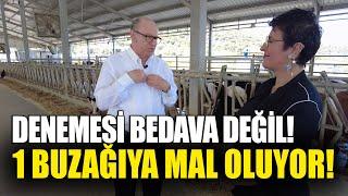 Denemesi Bedava Değil, 1 Buzağıya Mal Oluyor!