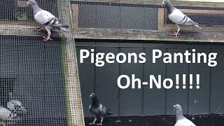 Pigeons Panting. Should I Panic?