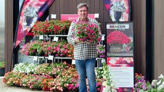 The Garden Gurus - Beacon Impatiens and Osteopermums