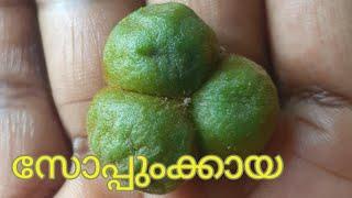 സോപ്പ്കായ മരം നമ്മുടെ വീട്ടിലെ വാടി വീണത്||Reetha nut|soap nut|