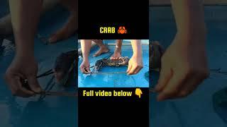 Amazing Skill CatchingCrab #fishing #viral #shortsfeed #shorts #fun #trendingshorts #trending  #fish