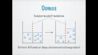 Diffusion och osmos. Transport över membran