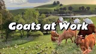 【California Hiking】羊群来湾区小瑞士打工啦？Working Goats & Sheep in Bay Area Weekend Hike 【湾区生活】Trail