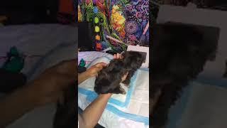 funmi sodipo is live Grooming a teacup yorkie poo after a good washing and blow dry.