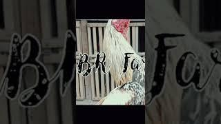 "KBR farm" (Kandang Bonlav Roster farm) #emonjuniorroster #Shortvidio #vlog #Subscribe