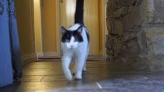 Cat walking toward camera in slow motion