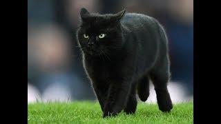 Cat invades pitch at Everton v Wolves!