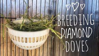 DIAMOND DOVE BREEDING UPDATE / APRIL 2022