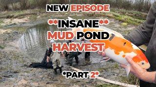 **INSANE** MUD POND HARVEST AND GRADING *PART 2*