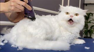 OMG!!! I CUT MY HAIR!  bathing and grooming angry cat️