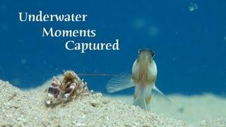 Underwater Moments Captured - Episode 1