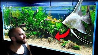 4ft ANGELFISH AQUARIUM BUILD - FULL STEP BY STEP TUTORIAL | MD FISH TANKS