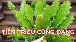 LOÀI CÂY TRỊ ĐAU NHỨC XƯƠNG KHỚP, MỤN NHỌT,ĐAU RĂNG SƯNG VIÊM....RẤT HAY