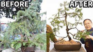 Customer FOUND an overgrown Douglas Fir Bonsai on his new property. This is what Robert did.