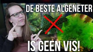 Wat is de BESTE ALGENETER? Maak deze FOUT niet! //Nickey//