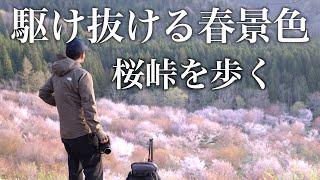 【風景写真】裏磐梯 桜峠・表磐梯の春景色を撮影|裏磐梯 桜| Landscape photography Vlog