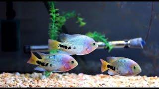 Redhead Cichlid Vieja [Synspilum] in their 125 gallon tank