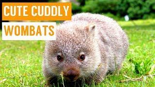 Cuddly Baby Wombat Compilation