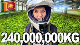 The Secret Behind 240,000,000KG of Tea (Motorcycling Sri Lanka) Ep.4