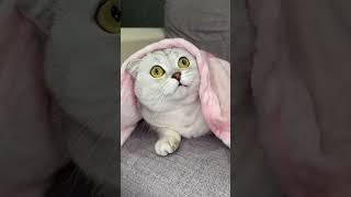 Cat funny video