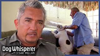 Dog Whisperer S7 3 Hour Marathon! | Ep 1 - 4 | Dog Whisperer With Cesar Millan