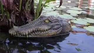 Shop Our Floating Alligator Head Sculpture Today at Floral Fawna!