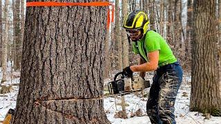 My Favorite Way To Cut A Tree | HOW TO