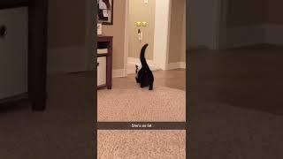 #funny #funnyshorts #funnymemes #memes #cat #pets #cute #fyp#PP