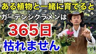 【たったこれだけ】ガーデンシクラメンの賢い育て方教えます　【カーメン君】【園芸】【ガーデニング】【初心者】