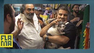 Bodega Cat is Kidnapped!