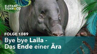 Tapir Laila verlässt den Zoo Leipzig (Folge 1089) | Elefant, Tiger & Co. | MDR