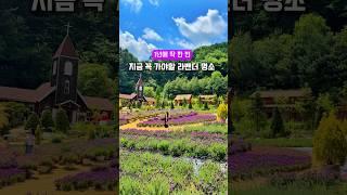 여기 유럽 아니에요! 라벤더 축제가 한창인 이곳