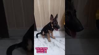 Play The Sound And See The Reaction #gsd #germanshepherd #gsdpuppy #germanshepherddog