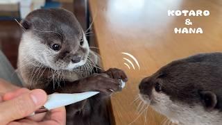 Die lustigen Reaktionen der Otter auf die elektrische Zungenbürste