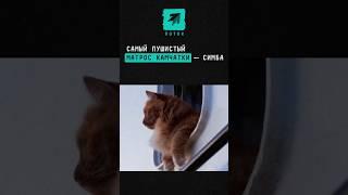Самый пушистый матрос Камчатки — Симба #Камчатка #моряк #новости #котик #кот #животные #капитан
