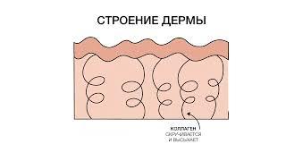 Строение дермы