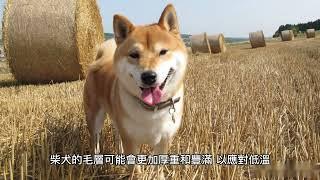 日本柴犬如何判別接近標準的？-獨立與忠誠的完美結合