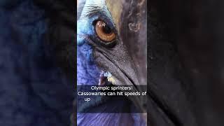 Meet the Cassowaries Living Dinosaurs of the Jungle #crosswariess #birds #natgeo
