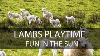 Spring Lambs have fun in the Sun - Chill Out Video to  Make You Smile!