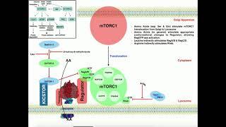 Exercise Physiology | mTORC1 and Muscle Protein Synthesis